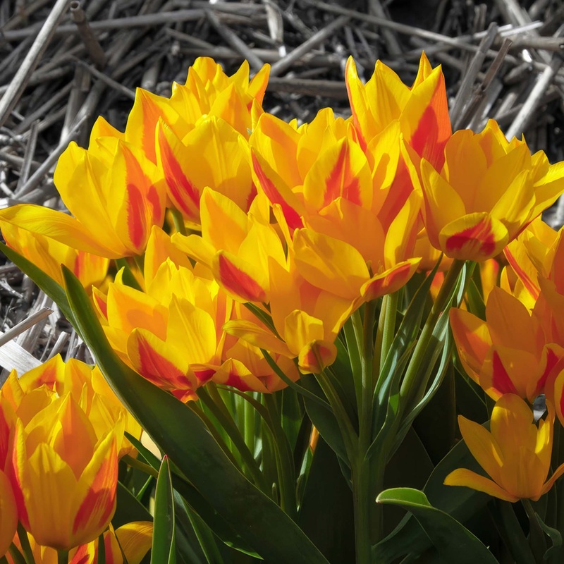 Tulip Species Heweri|7 Bulbs|14 Bulbs