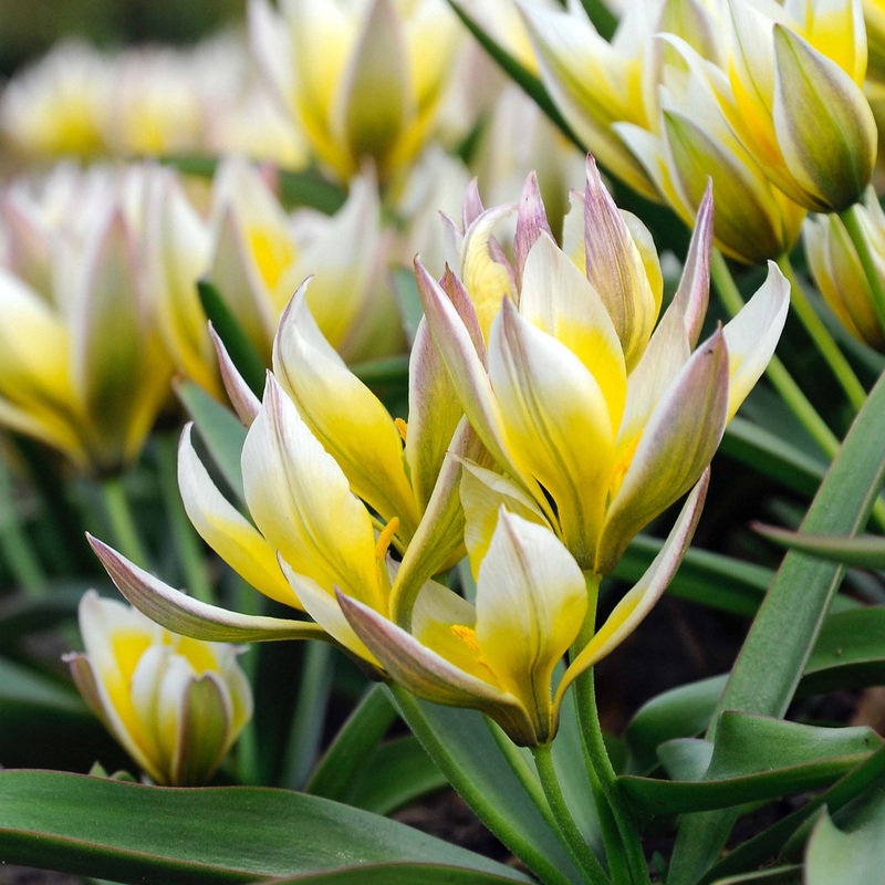 Tulip species Tarda|7 Bulbs|14 Bulbs