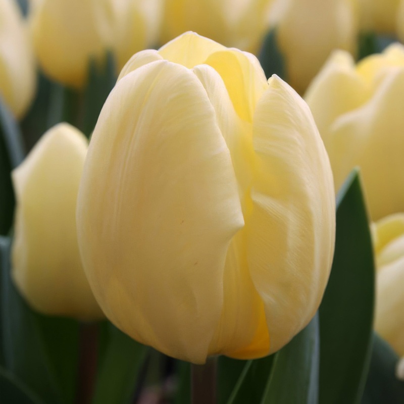 Tulip Triumph Crme Fraiche|7 Bulbs|14 Bulbs