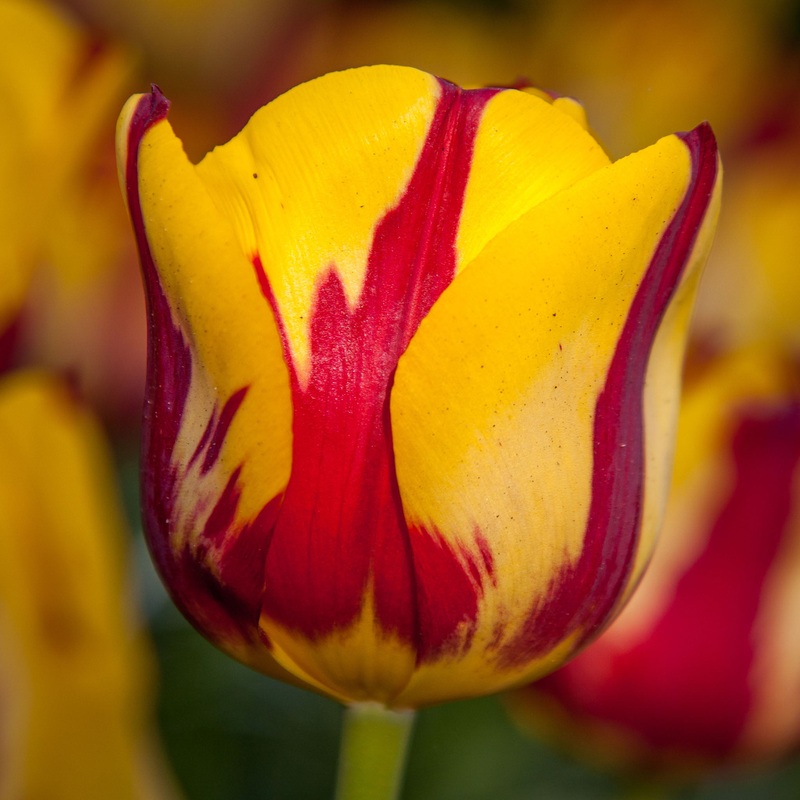 Tulip Triumph Helmar|7 Bulbs|14 Bulbs