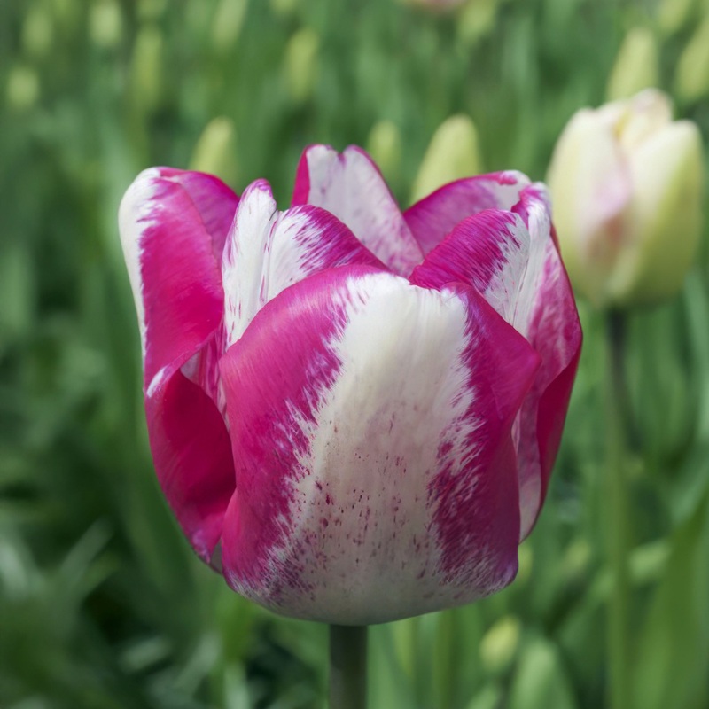 Tulip Triumph Mata Hari|7 Bulbs|14 Bulbs