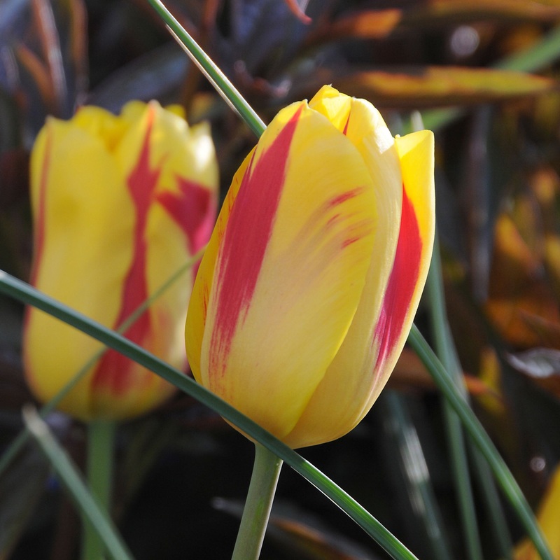 Tulip Triumph Washington|7 Bulbs|14 Bulbs