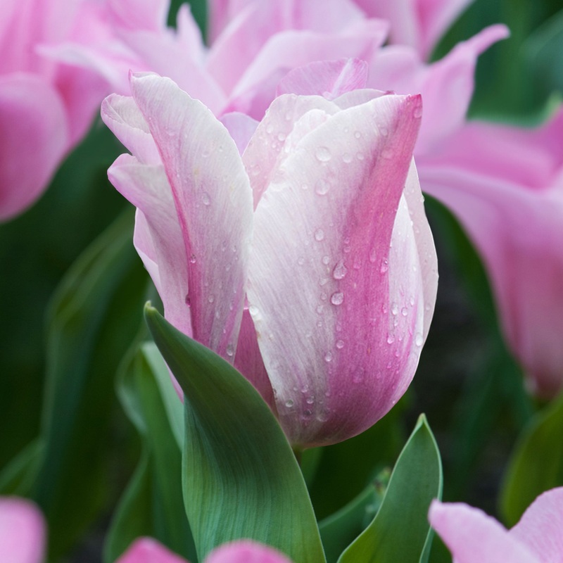 Tulip Trumph Mistress Mystic|7 Bulbs|14 Bulbs