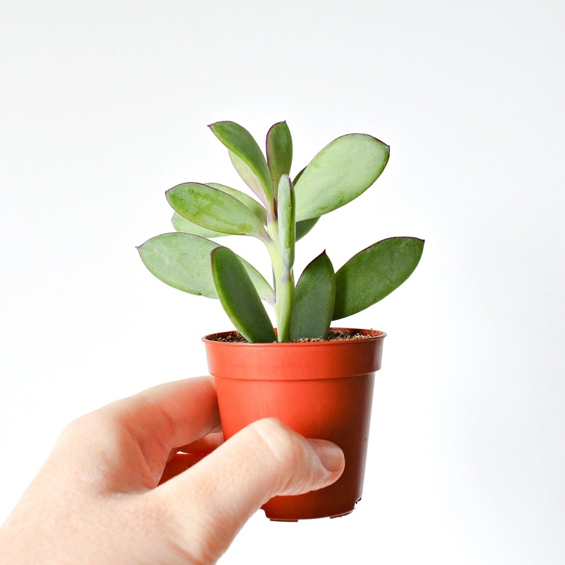 Vertical Leaf Senecio|Small|Large|Jumbo