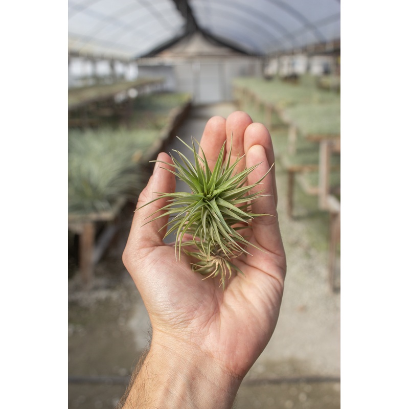 Aeranthos Bronze|2-3″