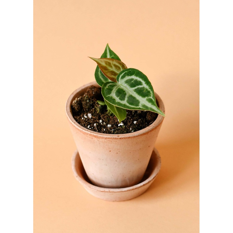Anthurium Crystallinum Baby by Plant Circle  Baby, Approx. 13.0cm height by Plant Circle  6.0cm Pot
