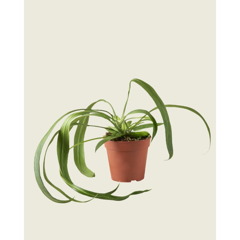 Anthurium Wendlingeri by Plant Circle
