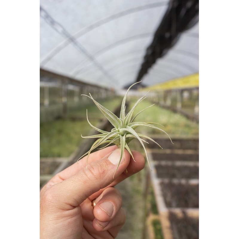 Cacticola X Purpurea Small (1-2)