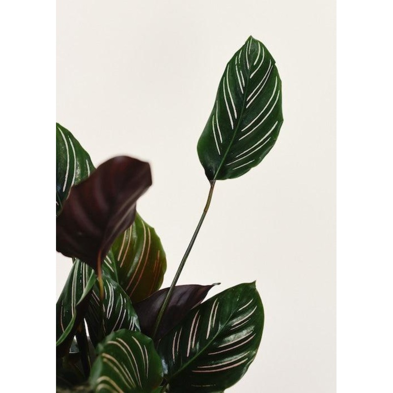 Calathea Ornata (Pinstripe) L