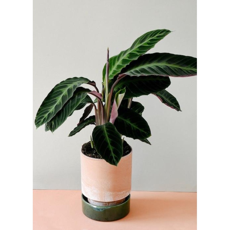 Calathea Warscewiczii by Plant Circle  Large, Approx. 80.0cm height by Plant Circle  19.0cm Pot