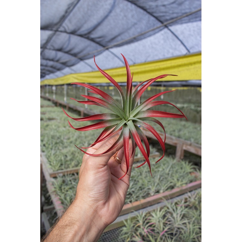 Capitata Heavy Red (5-6) (Enhanced)