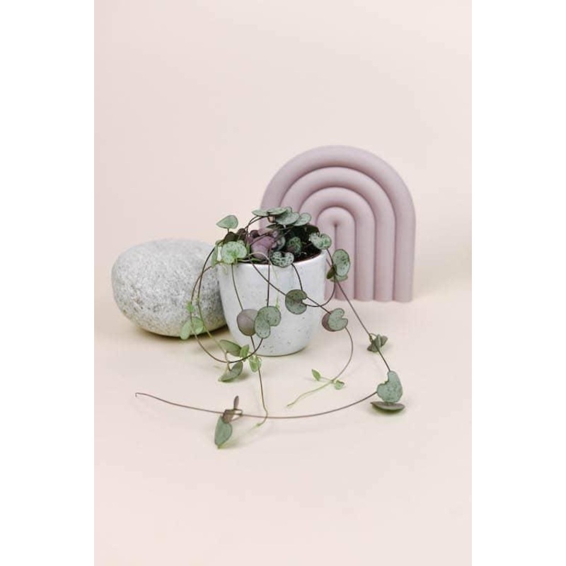 Ceropegia Woodii (String Of Hearts) Baby by Plant Circle  Baby, Approx. 10.0cm height by Plant Circle  6.0cm Pot