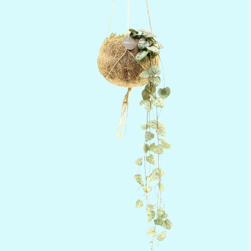 Ceropegia Woodii (String of Hearts) in Kokodama