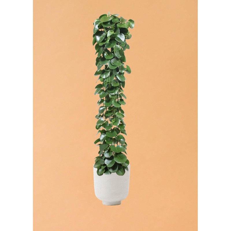 Cissus Rotundifolia XL by Plant Circle  XL, Approx. 160.0cm height by Plant Circle  27.0cm Pot