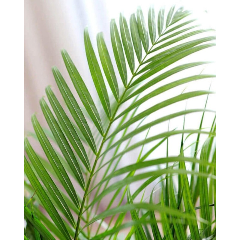 Dypsis Lutescens (Areca) 140cm – Indoor Palm