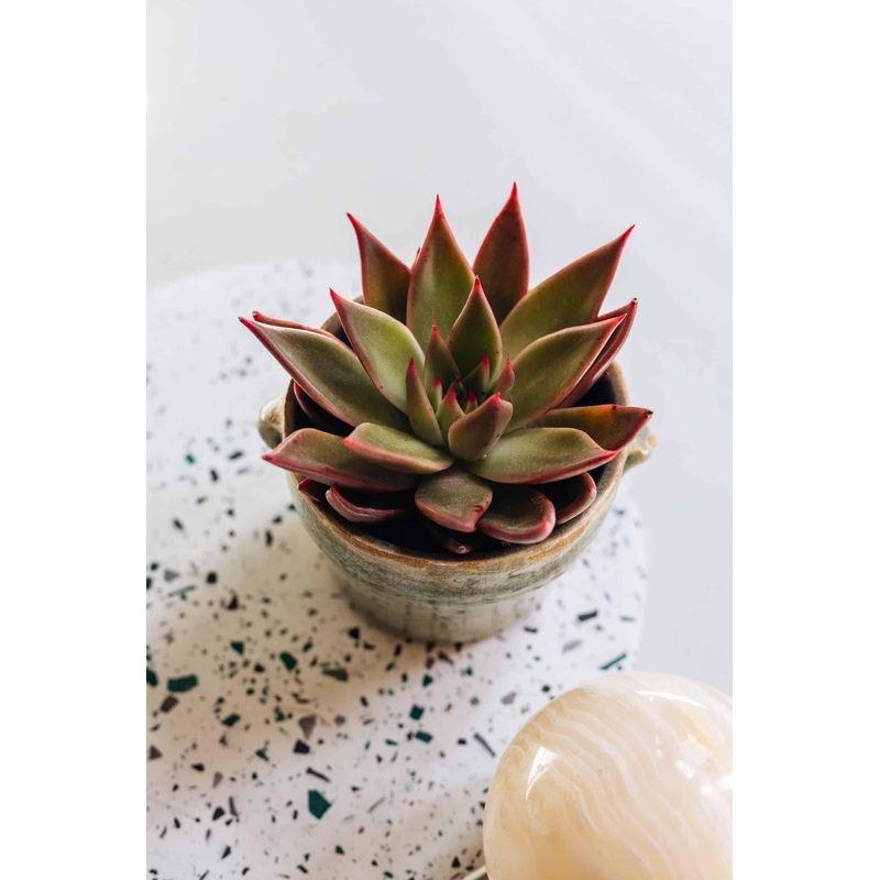 Echeveria Agavoides Mars Galaxy Baby by Plant Circle  Baby, Approx. 10.0cm height by Plant Circle  6.0cm Pot