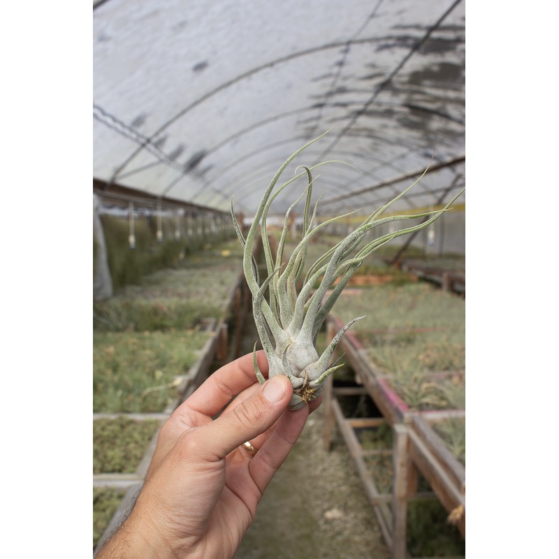 Ehlersiana X Bulbosa (Ty)