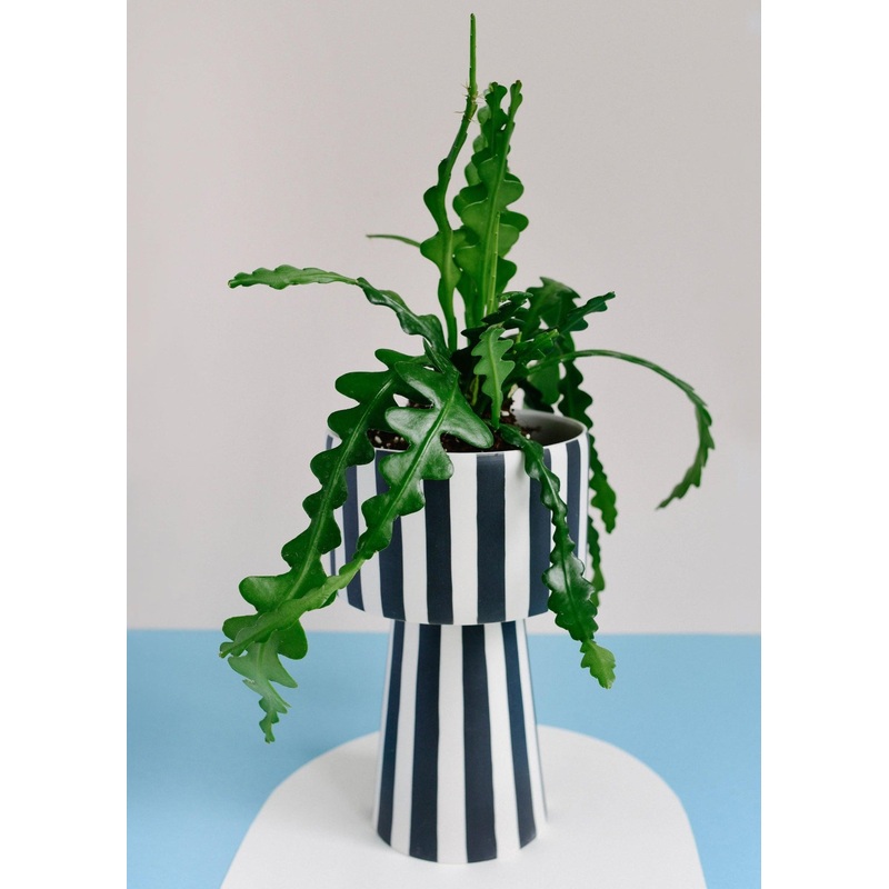 Epiphyllum Anguliger (Fishbone Cactus) M