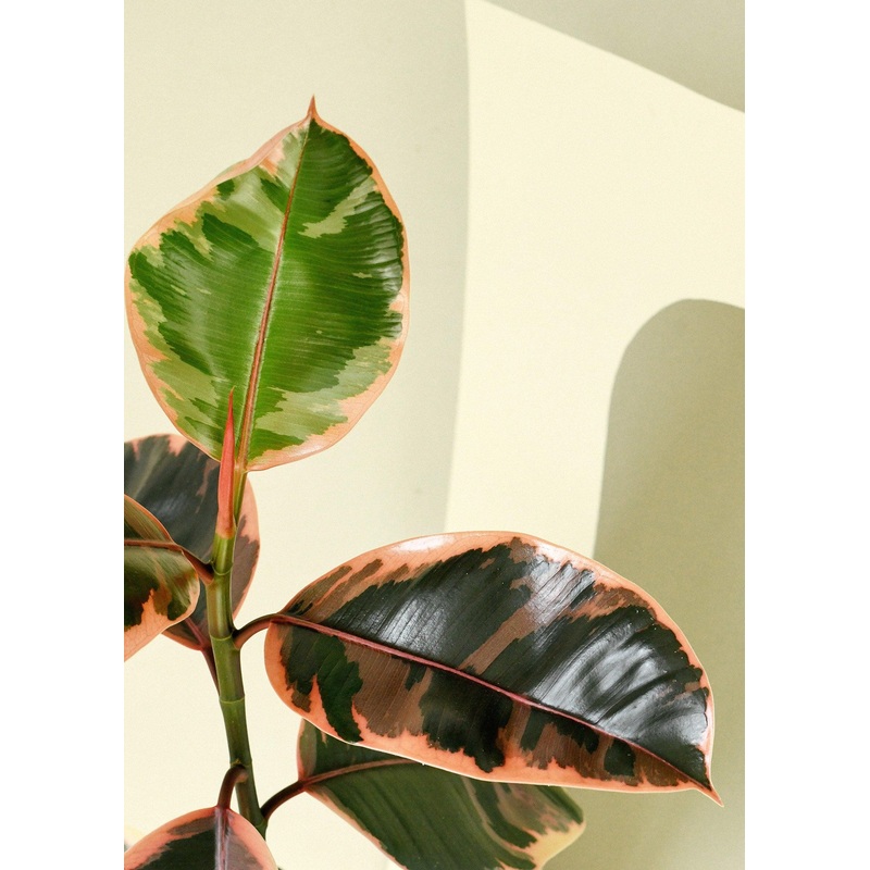Ficus Elastica Belize baby by Plant Circle
