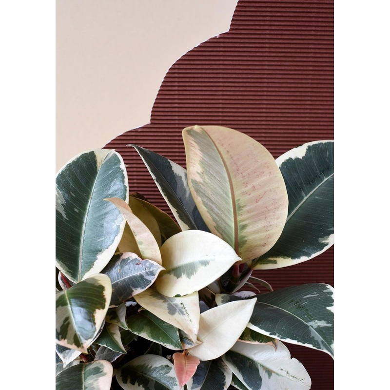 Ficus Elastica ‘Tineke’ Large