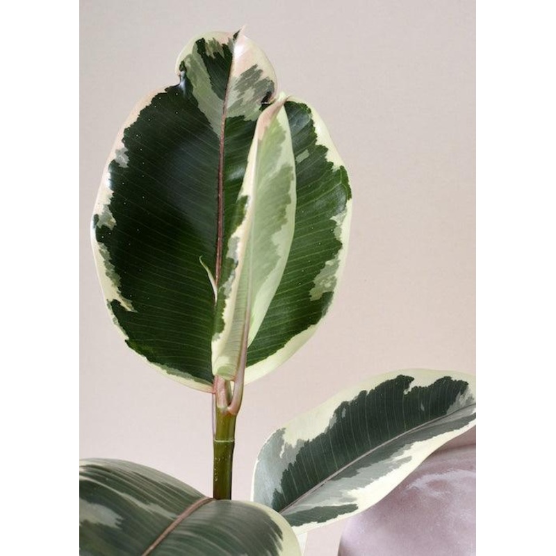 Ficus Elastica Tineke M