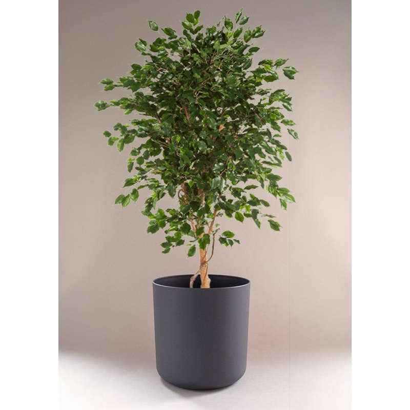 Ficus Exotica XL