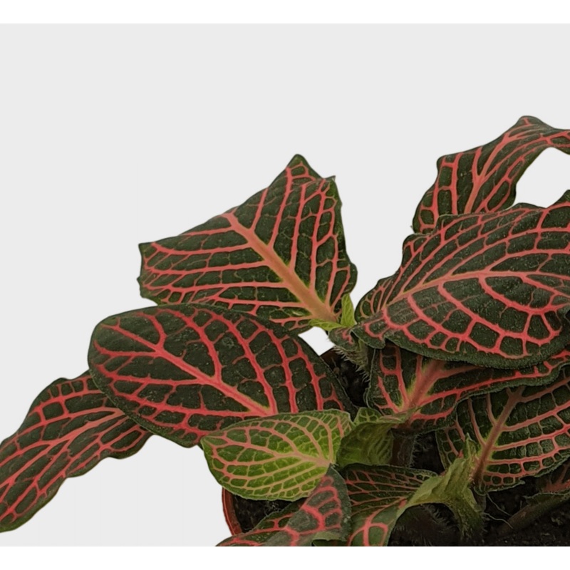 Fittonia albivenis ‘Joly Josan Red’ Baby