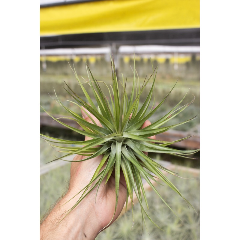 Geminiflora X