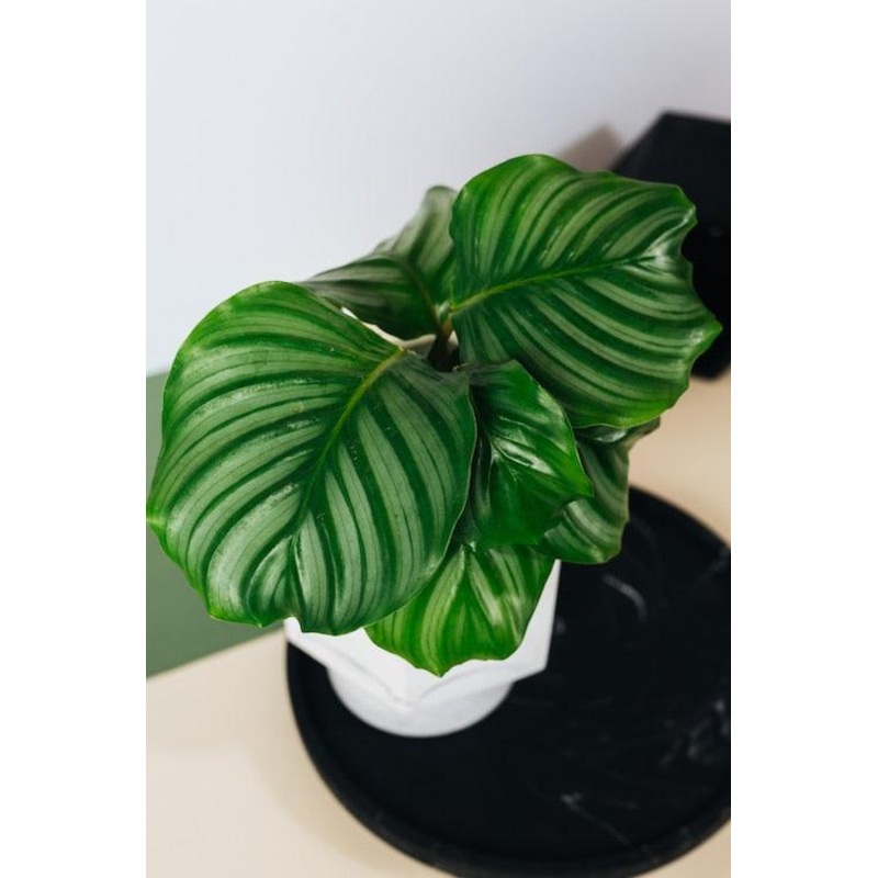 Goeppertia (Calathea) Orbifolia Baby