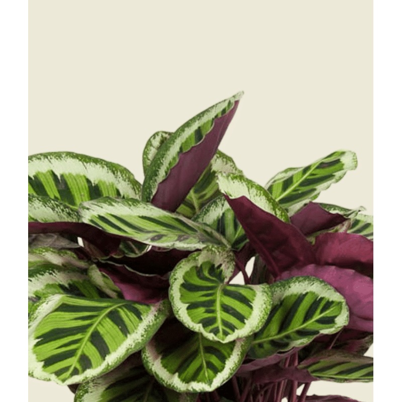 Goeppertia (Calathea) Roseopicta ‘Angela’ XL