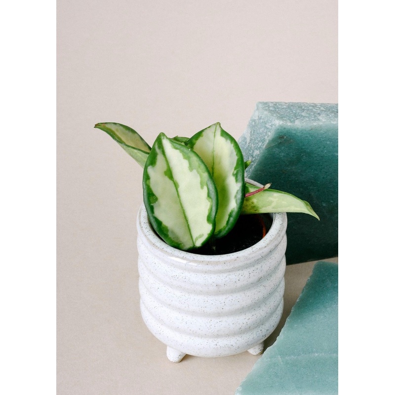 Hoya Carnosa Tricolor Baby by Plant Circle