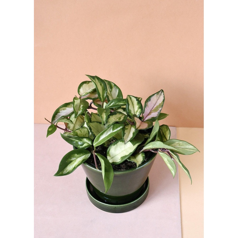 Hoya Carnosa Tricolor S by Plant Circle