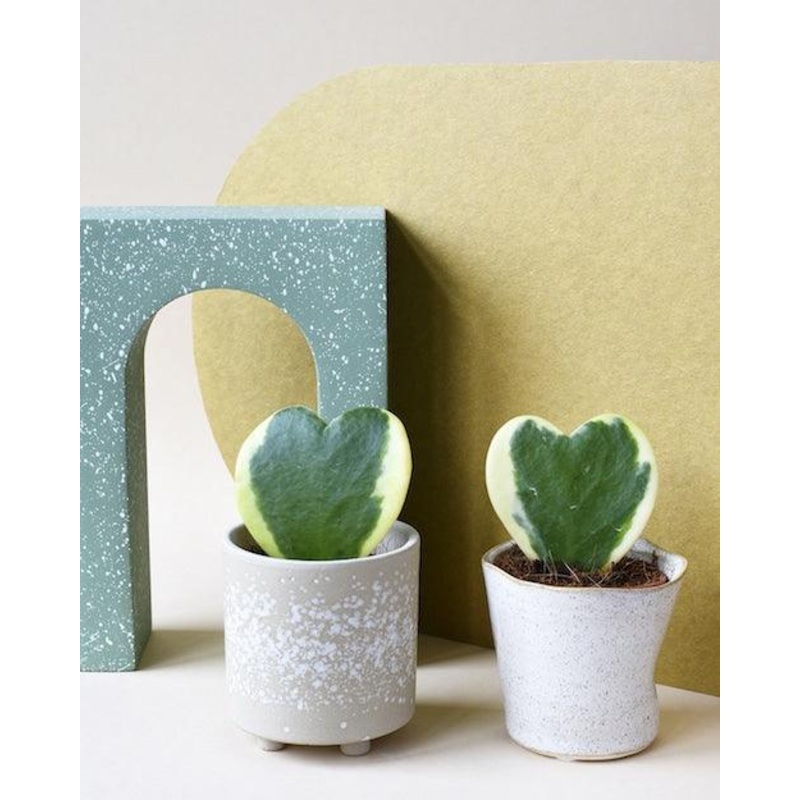 Hoya Kerrii Variegata Baby by Plant Circle