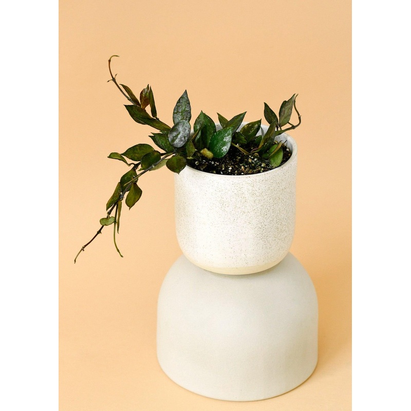 Hoya Krohniana Black Leaves S by Plant Circle