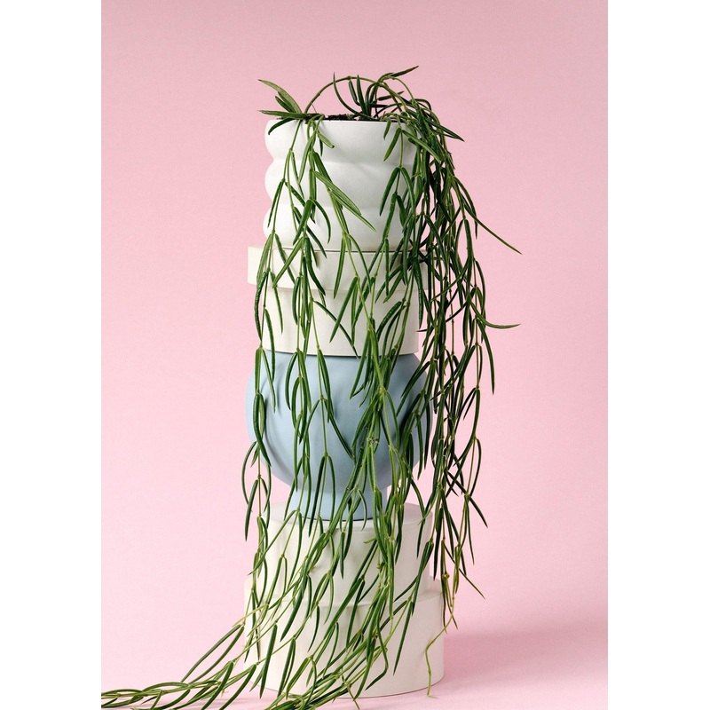 Hoya Linearis L
