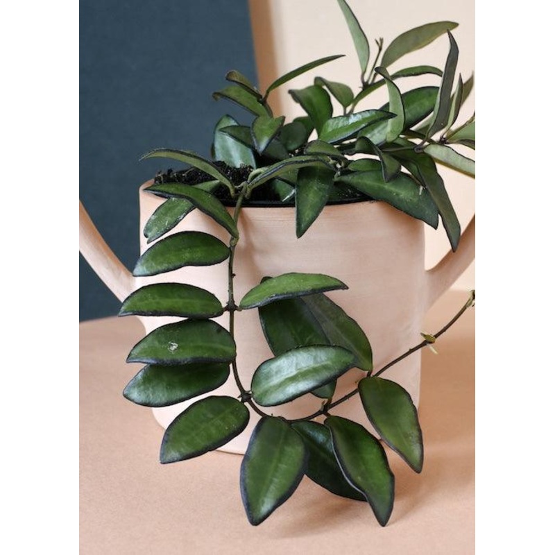 Hoya Rosita Baby by Plant Circle