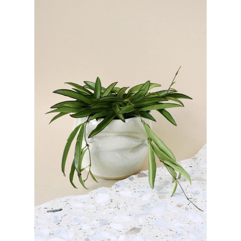 Hoya Wayetii S by Plant Circle  Small,