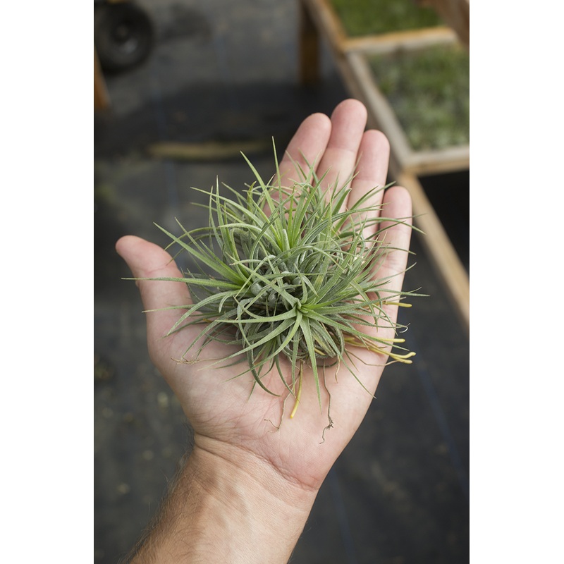 Ionantha Druid Clump