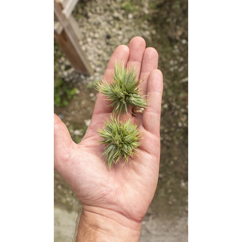 Ionantha Hazel Nut Clump