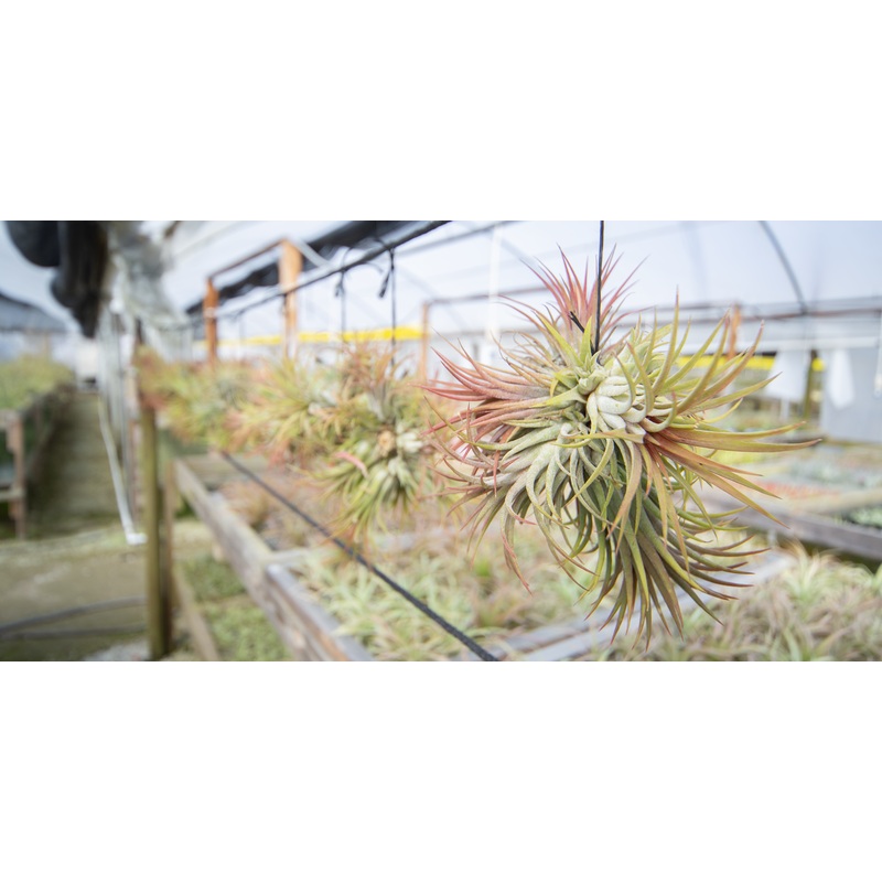 Ionantha Rubra Ball (Clump)