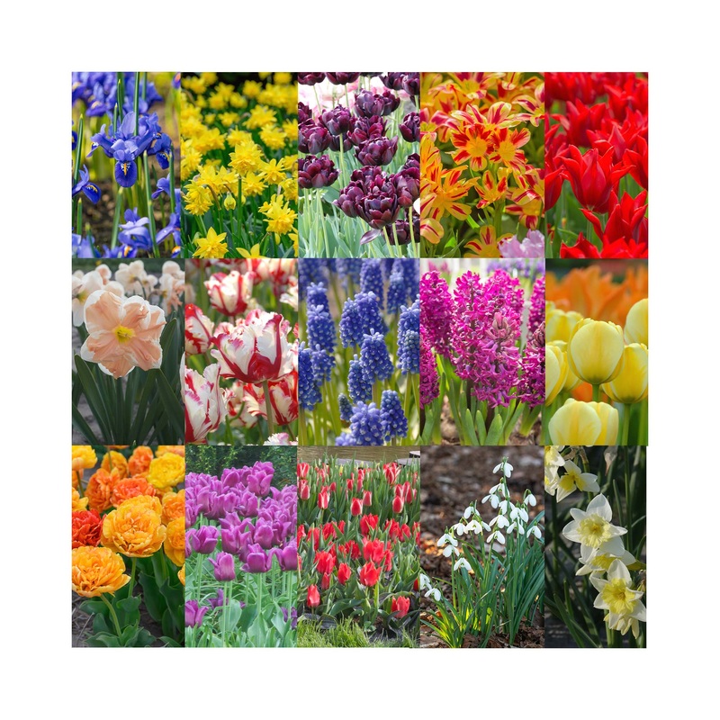 Lucky Dip Bulbs – Double the Blooms for Half the Price!