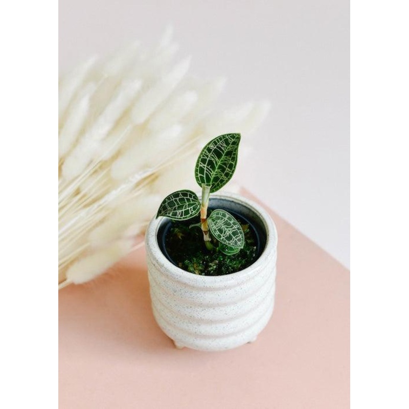Macodes Petola Baby|Era Pot Dark Grey Matt – D7 H7 MM-MEC-1161