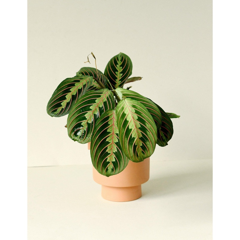 Maranta Leuconeura var. erythroneura M