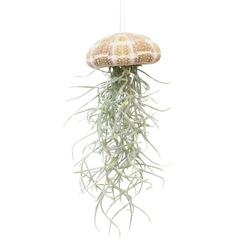 Mini Medusa  Hanging Air Plant Jellyfish (Tillandsia in Sea Urchin Shell)