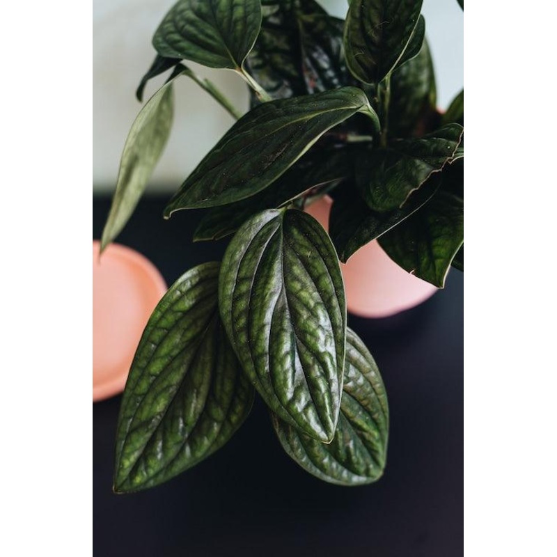 Monstera Peru L by Plant Circle  Medium, Approx. 40.0cm height by Plant Circle  15.0cm Pot