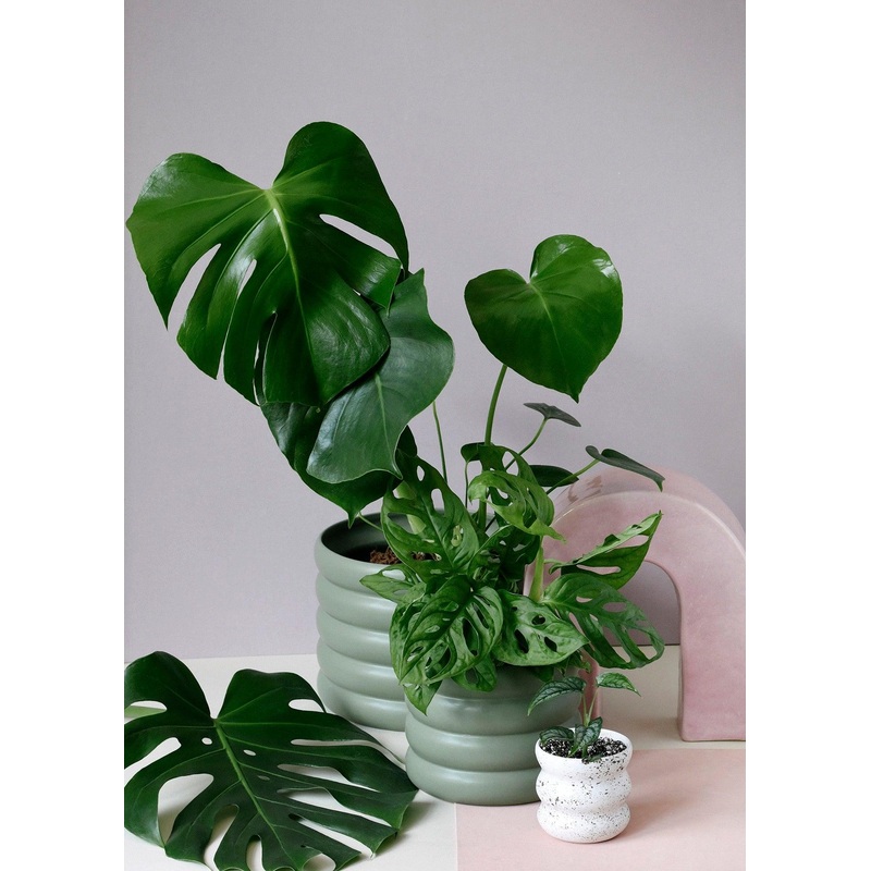 Monstera Set by Plant Circle