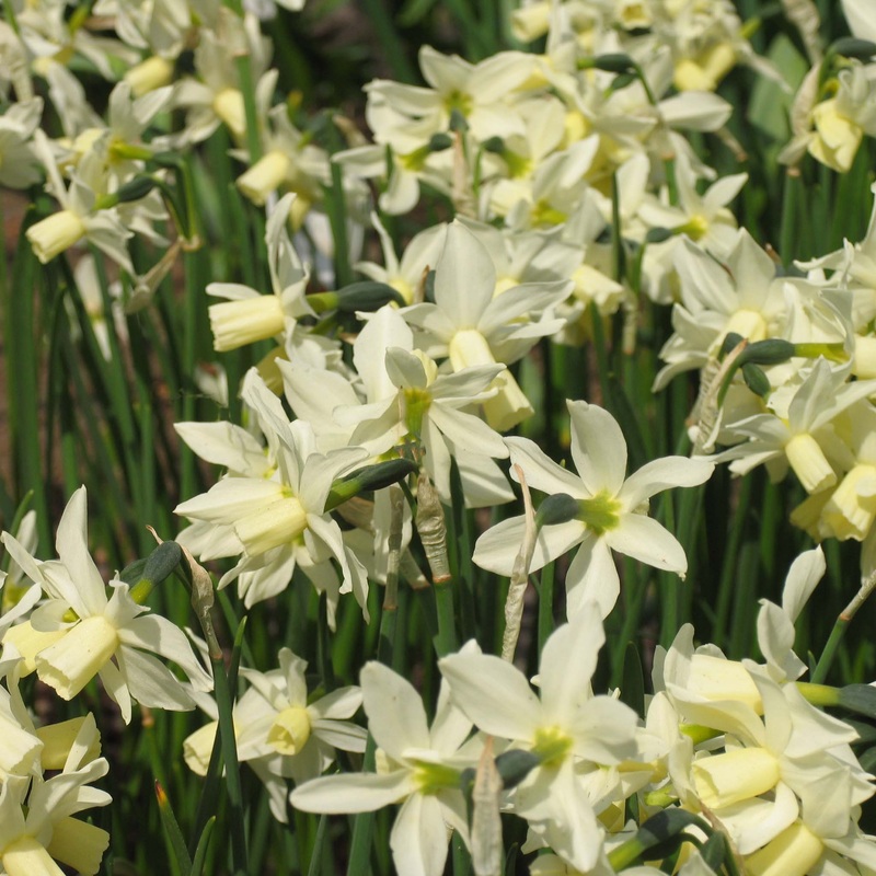 Narcissus Toto|5 Bulbs|10 Bulbs