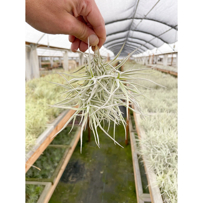 Paleacea Clump (8+ Heads)