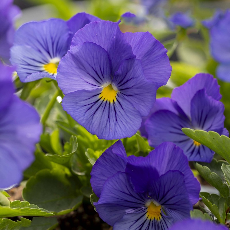 Pansy Freefall Blue|3 Established 9cm Plants|1 Established 9cm Plant