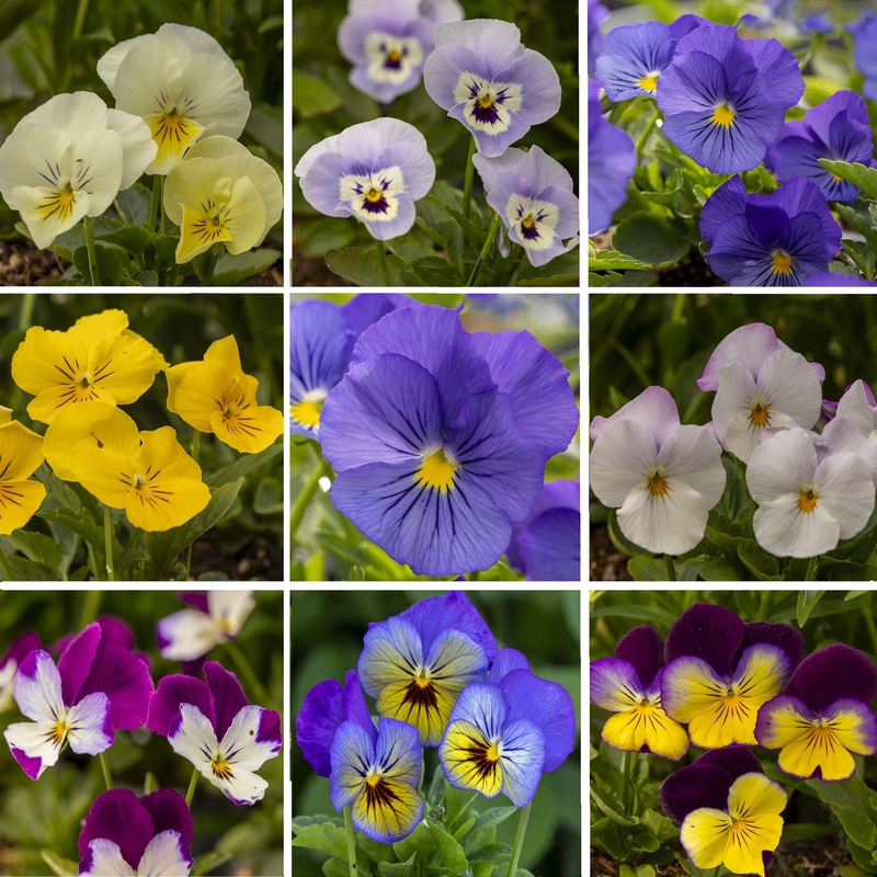 Pansy Freefall Collection|6 Established 9cm Plants